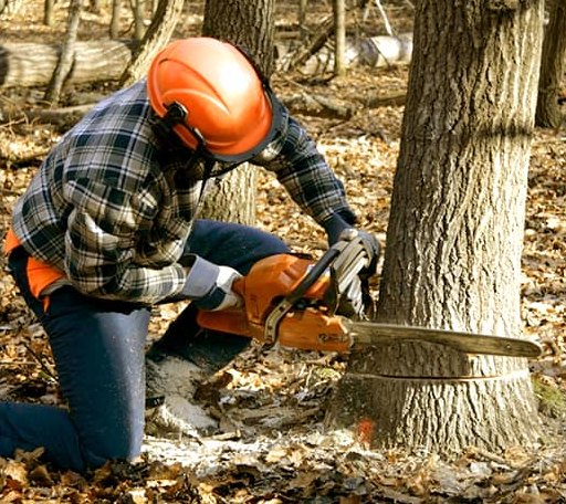 Tree Removal in South Gardiner, ME